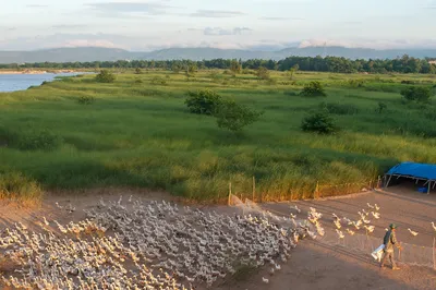 Maine-et-Loire. Le seul cas de grippe aviaire en France se trouve à...
